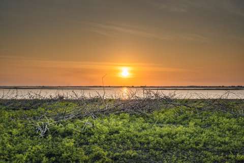 Pérdidas y daños de la biodiversidad por cambio climático