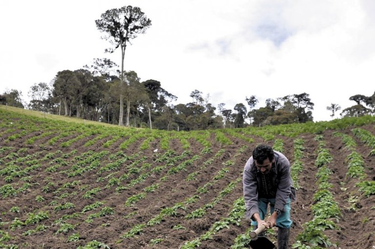 Zonas de reserva campesina: 64 oportunidades para proteger el medio ambiente