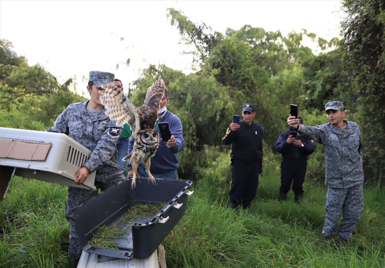 Entre los animales liberados, se encontraban tres lechuzas de campanario.