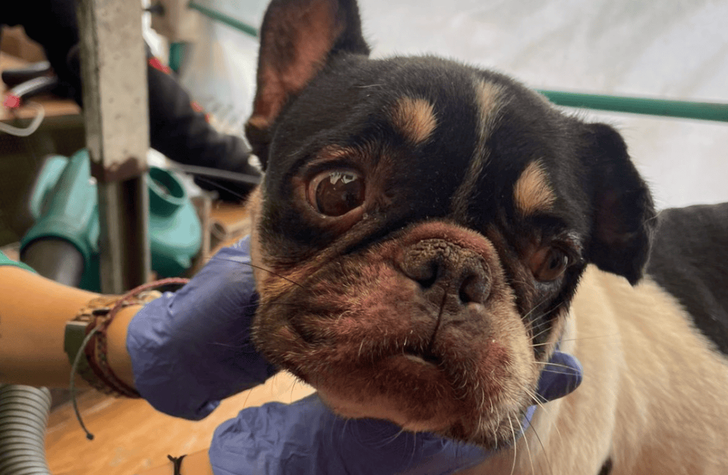 Este es uno de los 12 perros rescatados en el barrio Lucero, ubicado en Ciudad Bolívar, Bogotá.