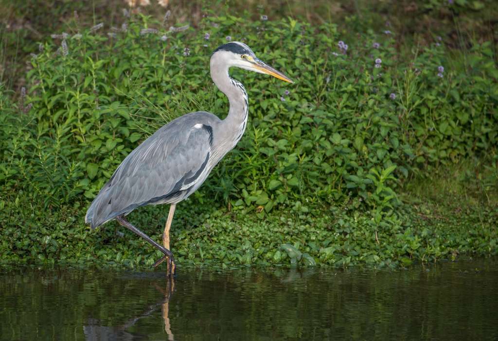 Los investigadores llegaron a detectar hasta 1404 partículas de microplásticos en la garza real (Ardea cinerea).