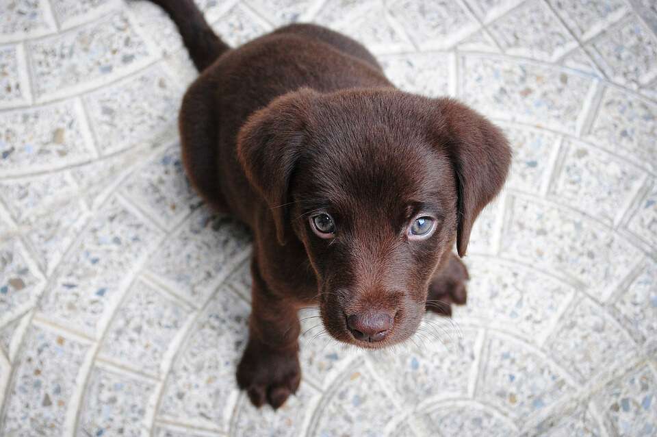 La iniciativa busca garantizar que los animales sufran tratos crueles e innecesarios, entre otros asuntos. / Pixabay