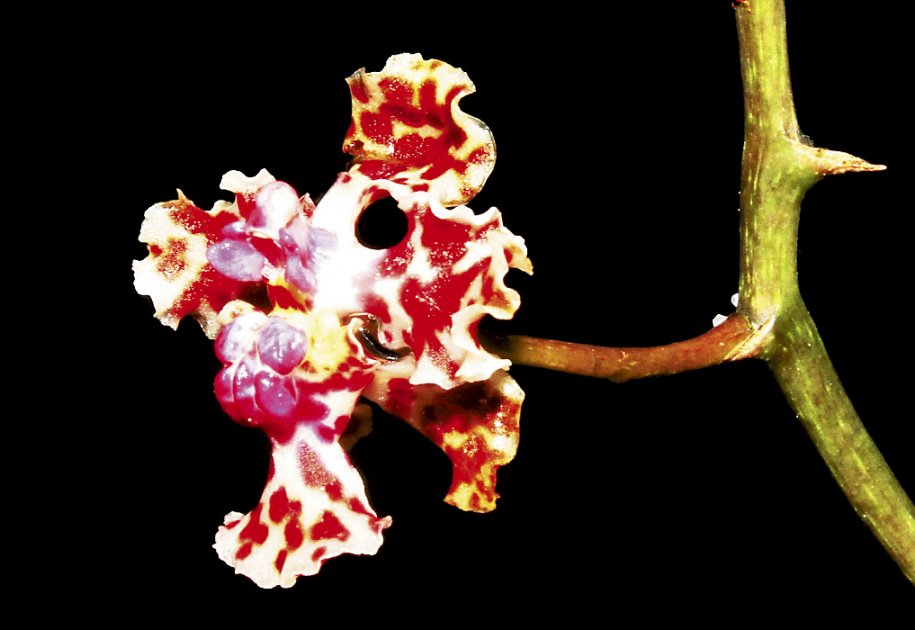 ‘Trichocentrum carthagenense’.