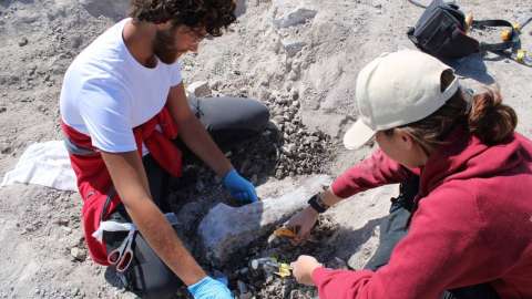 Hallan un cementerio de elefantes de hace 14 millones de años