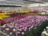 Por Amor y Amistad, la Casa del Valle ofrece taller floral gratuito en Bogotá