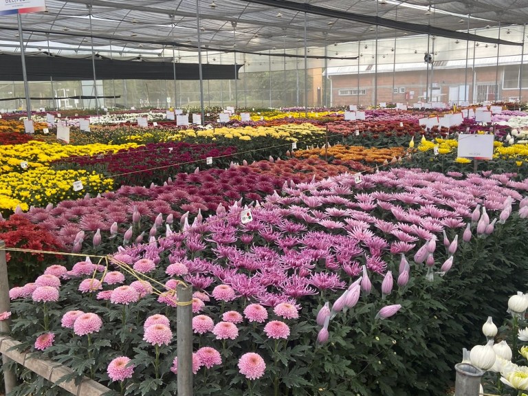 Por Amor y Amistad, la Casa del Valle ofrece taller floral gratuito en Bogotá