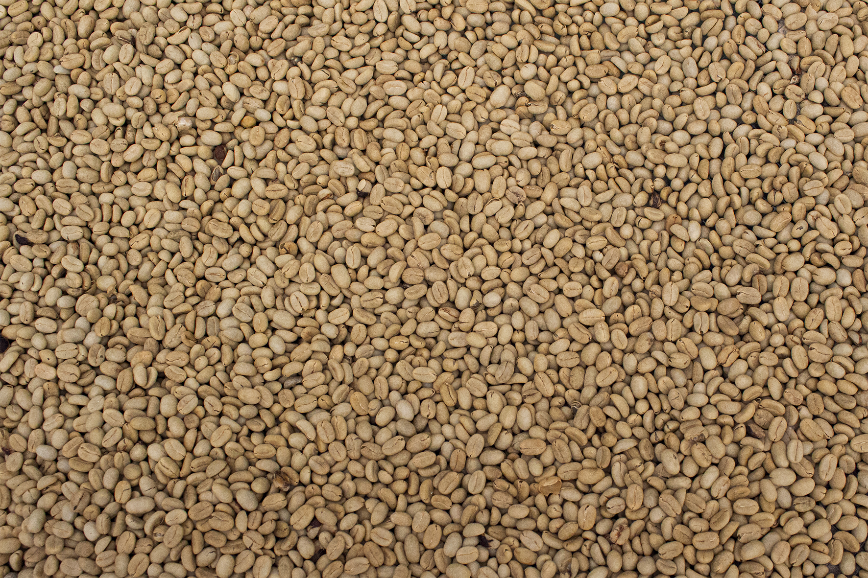 Si bien por el constante invierno la producción de café ha disminuido, en octubre se cosecharon 888.000 sacos de 60 kg de café verde. Y para 2021, los departamento con mayor área de café cultivada fueron Huila, Antioquia y Tolima.