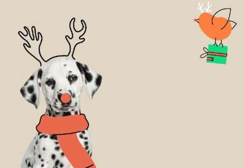 Agéndese con sus peluditos este fin de semana para la Feria Velú en Medellín