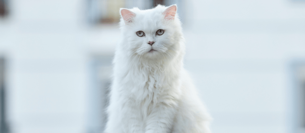4 razas de gatos peludos que te encantarán