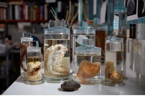 Descubren más de 5.000 especies de animales, pero estarían en peligro