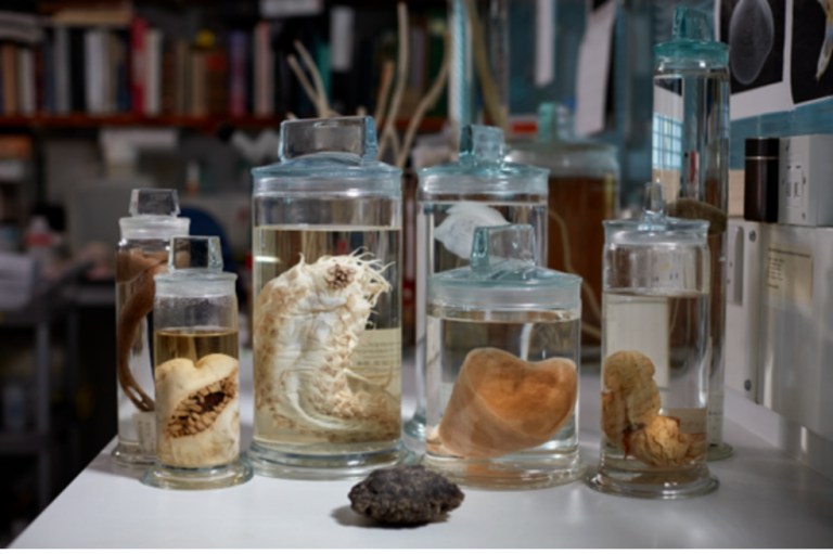 Descubren más de 5.000 especies de animales, pero estarían en peligro
