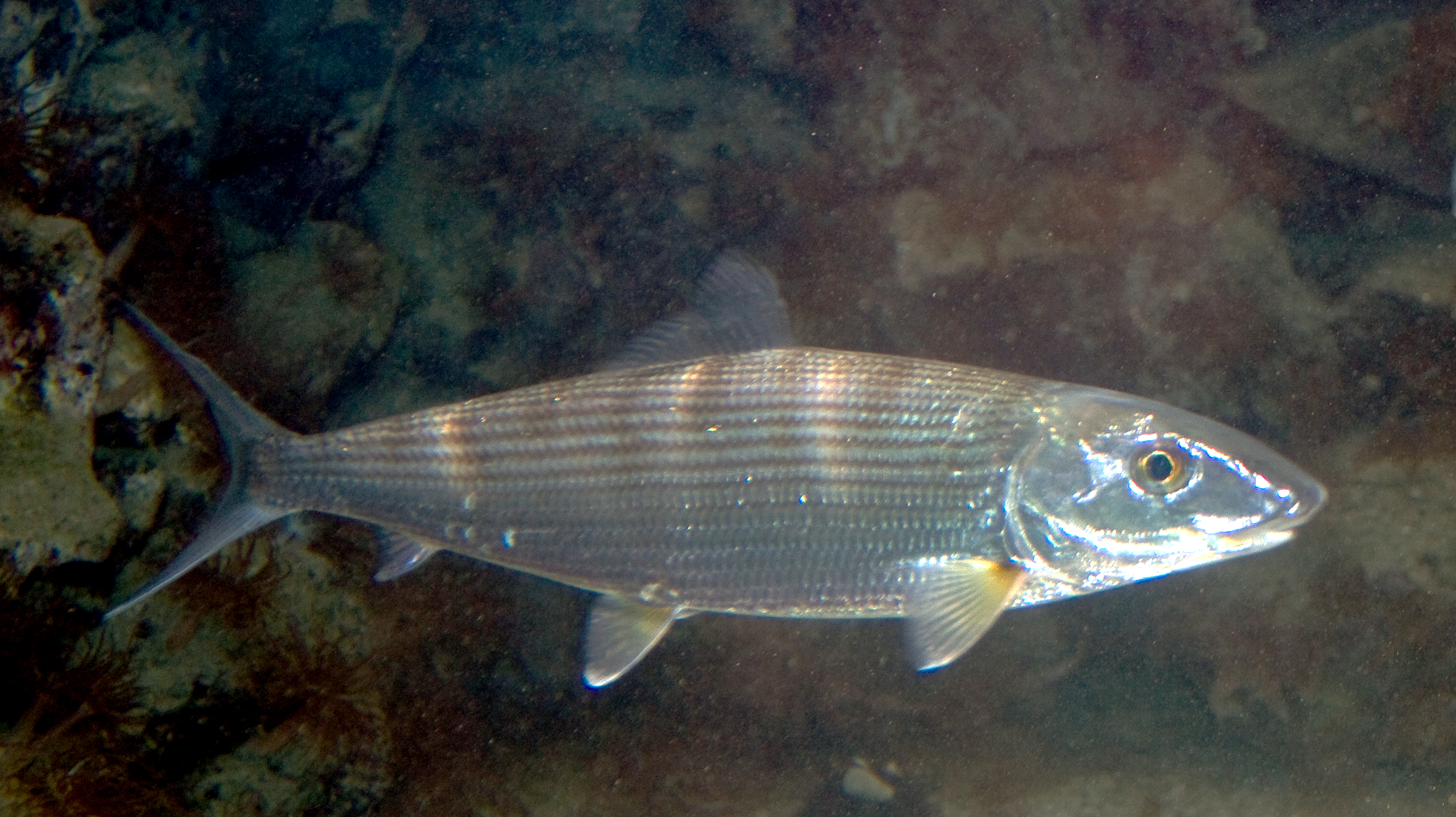 Imagen del "Albula vulpes".