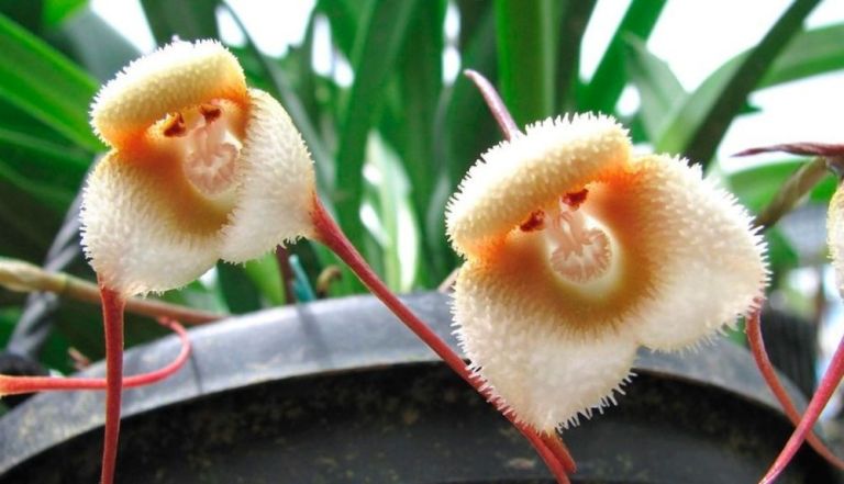 Orquídea mono: una flor que desafía la imaginación