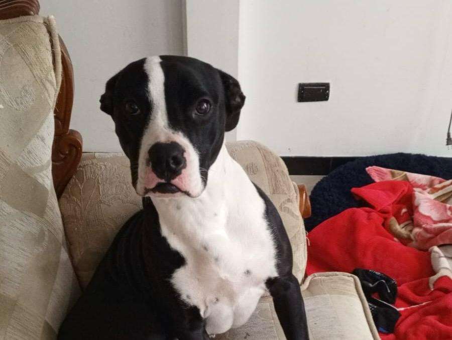 Honey busca un hogar: perrita pitbull rescatada necesita una familia amorosa