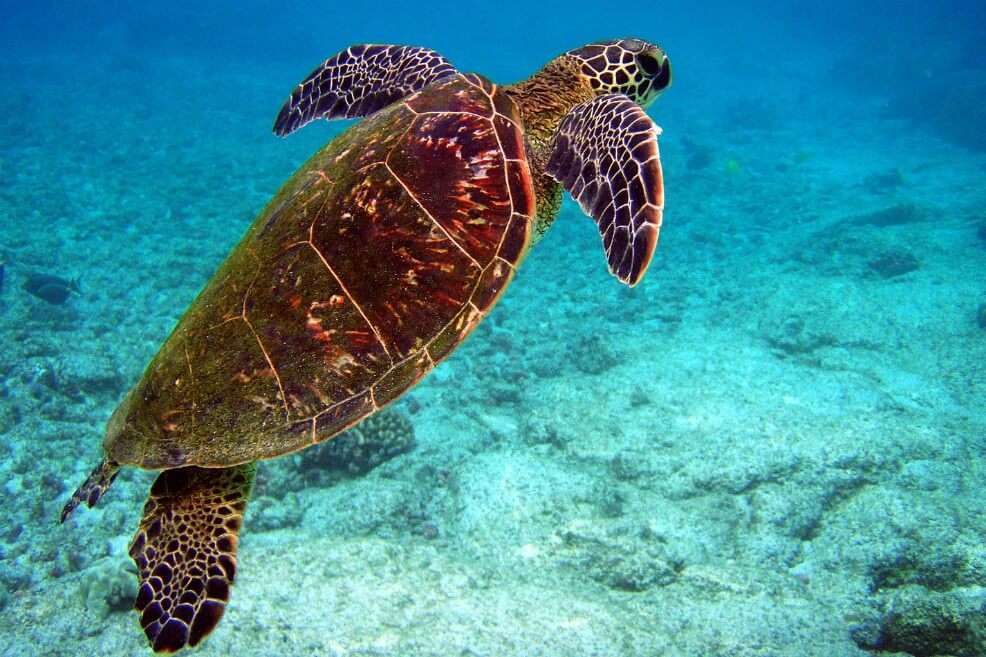 El ejemplar de la fotografía pertenece a la especie "Chelonia mydas". / Wikimedia - Creative commons