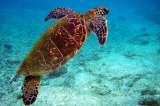 Encuentran casi 300 tortugas muertas en las playas de México