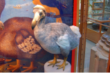El dodo, al parecer, no era como creíamos. Era rápido y muy activo