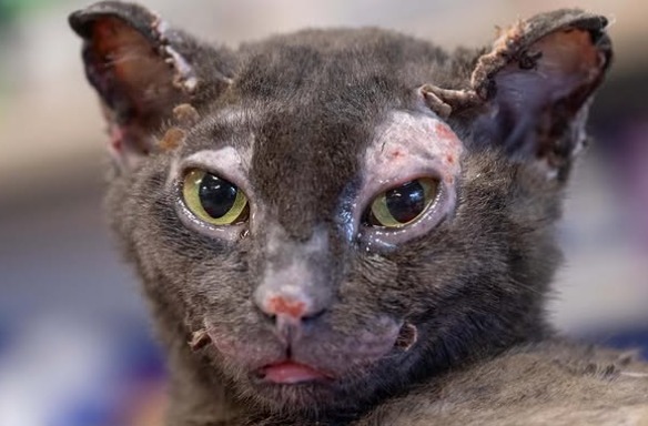 Hope, la gata que sobrevivió a las llamas en California y es símbolo de superación