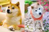 Murió Kabosu, la perrita del meme viral Doge: “falleció mientras la acariciaba”
