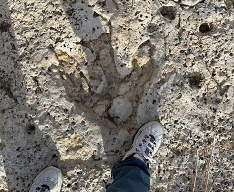 Hallan huellas de dinosaurio de 115 millones de años tras inundaciones en Texas