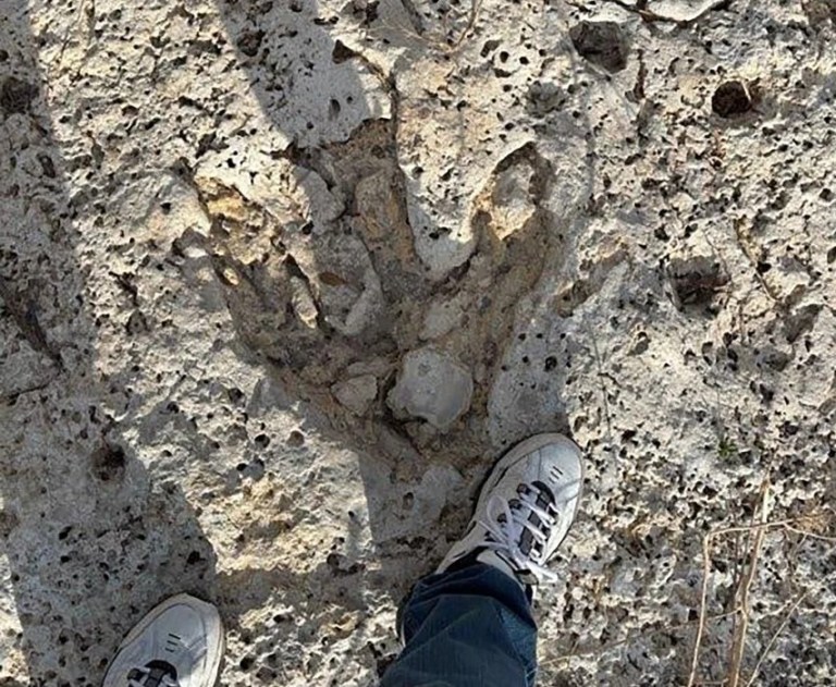 Hallan huellas de dinosaurio de 115 millones de años tras inundaciones en Texas