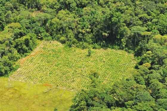 En el último período de cinco años (2015–2020), la tasa anual de deforestación se estimó en 10 millones de hectáreas, en comparación con los 12 millones de hectáreas de 2010–2015.
/ Archivo El Espectador