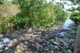 La ciénaga que agoniza