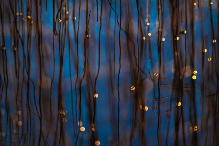 En el lago Starnberg, en Alemania, la luz del sol brilla sobre el agua y los juncos dibujan un bonito patrón.