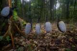Las actividades humanas han llevado a la extinción a cerca de 1.400 especies de aves