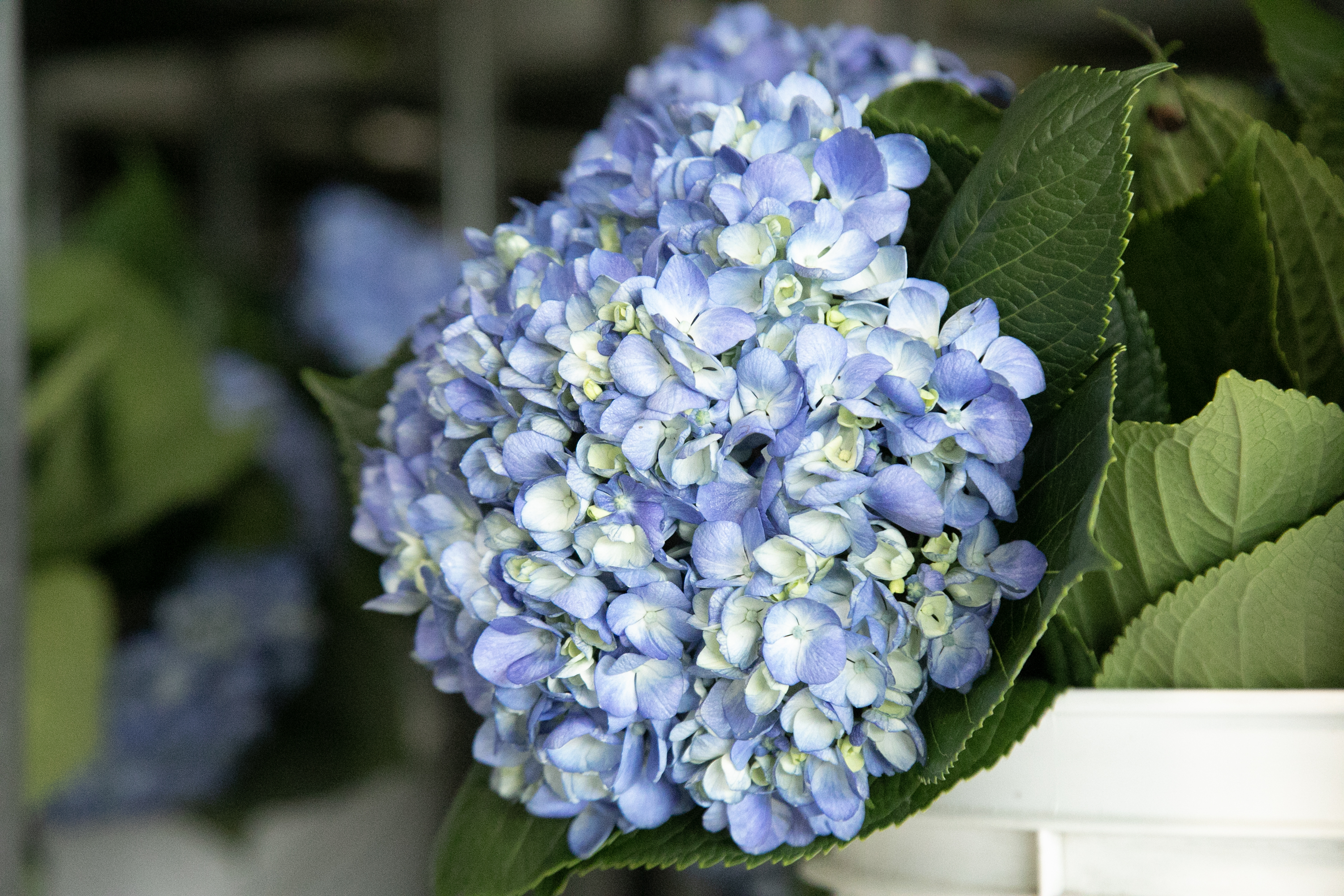 Las hortensias son flores de origen asiático.