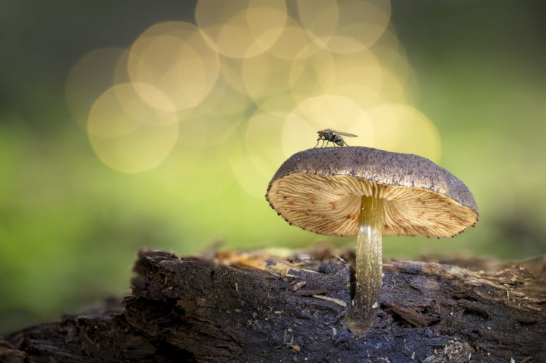 Ganadora de 'Plantas y hongos': Esta imagen captura un momento mágico en el que la mosca, símbolo del movimiento incesante, descansa sobre la calma de un hongo, recordándonos que incluso las cosas más dinámicas necesitan un lugar donde detenerse. Este encuentro en miniatura revela la belleza de los pequeños mundos que suelen pasar desapercibidos bajo nuestros pies.