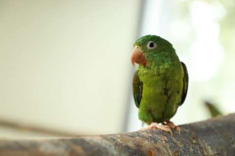 ¿Qué significa cuando un loro se arranca las plumas?