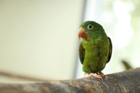 ¿Qué pasa si tengo un loro como mascota en Colombia?