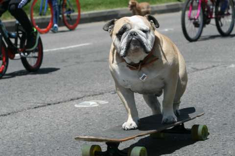 Conozca a Baxter, el perro patinador que se roba las miradas en Bogotá