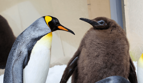 Pesto, el pingüino de nueve meses que se viralizó por pesar más que sus padres