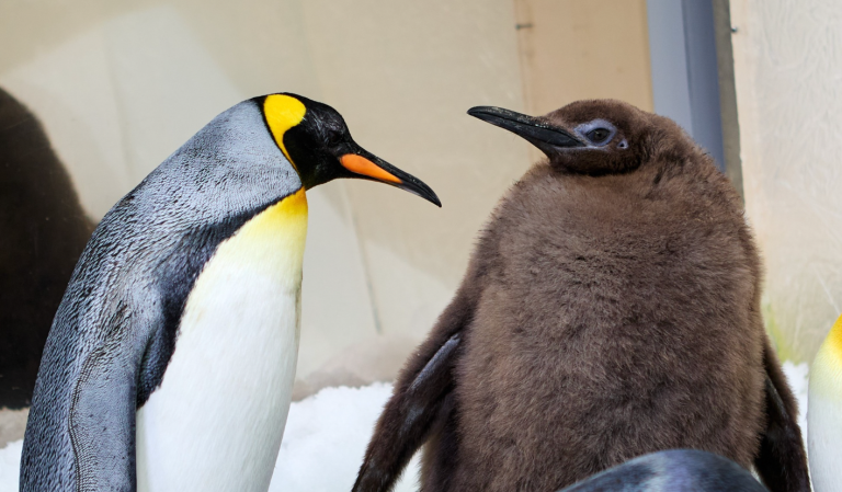 Pesto, el pingüino de nueve meses que se viralizó por pesar más que sus padres