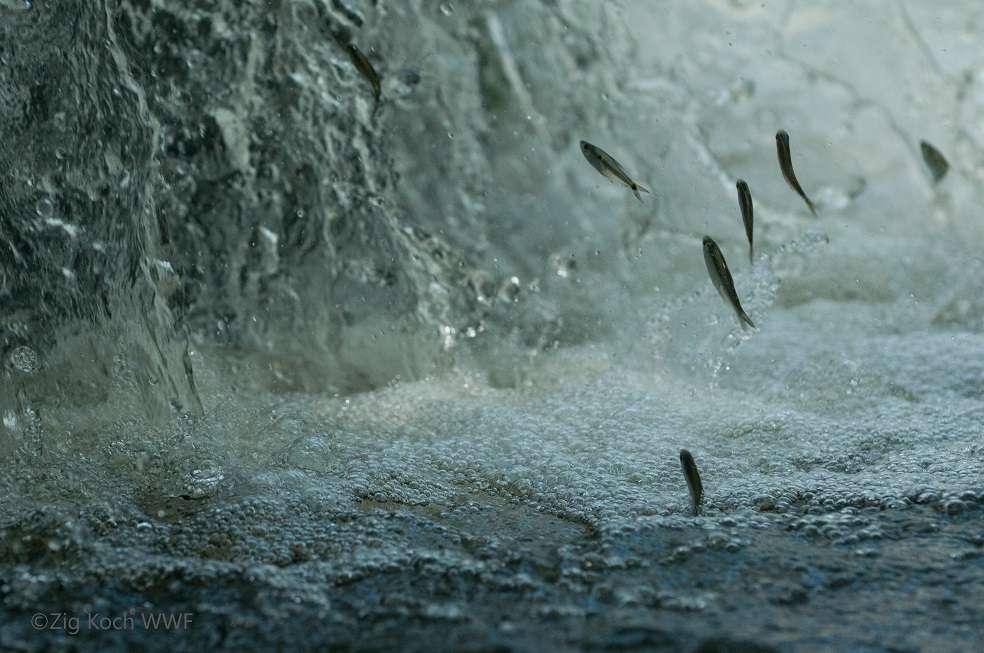 Peces migratorios
