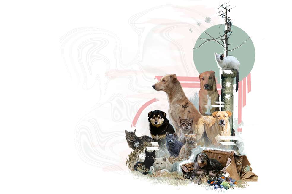 A pesar de la falta de recursos, las fundaciones se mantienen a través de la pasión, el amor y la buena voluntad de querer ayudar a los animales sin hogar.Maria Fernanda Acosta Bermudez