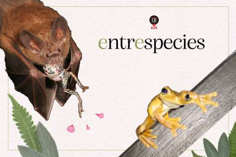Los depredadores que espían a las ranas para comérselas | Entrespecies