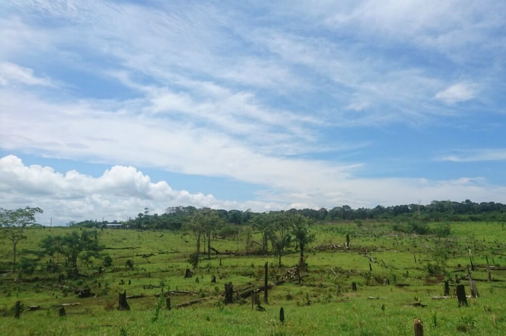 El modelo creado por los investigadores mezclando las 14 variables les permitió tener hasta un 78% de precisión al predecir la deforestación a una resolución de 10 km2. / Cortesía autores.