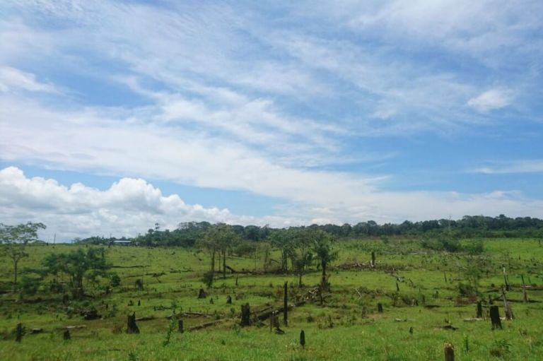 Deforestación en Colombia, un rompecabezas complejo