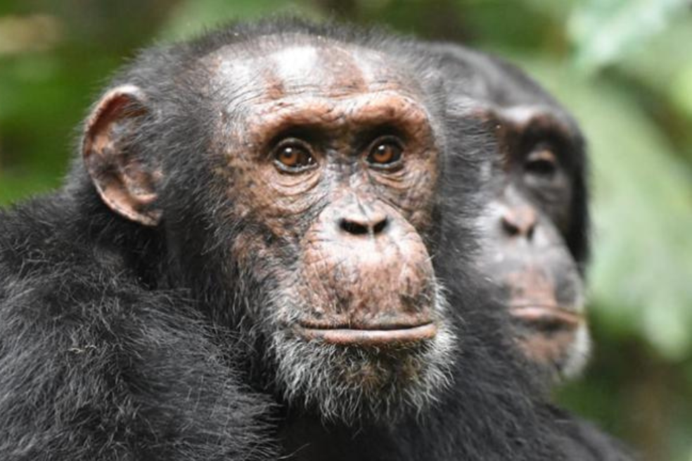 Chimpancés Costa de Marfil.