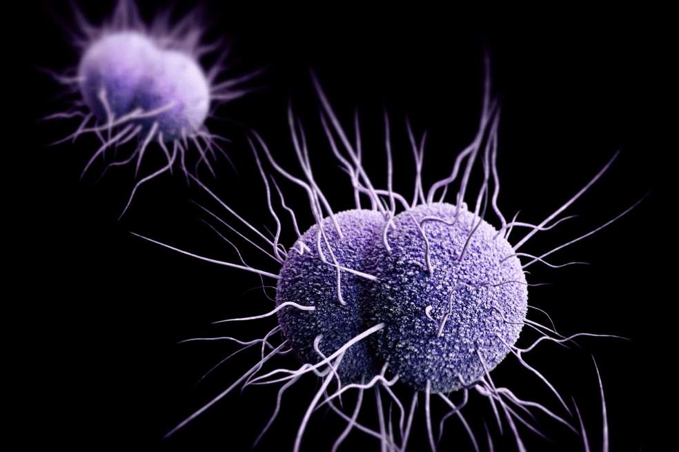 Esta ilustración muestra una imagen tridimensional (3D) generada por ordenador de varias bacterias Neisseria gonorrhoeae resistentes a los medicamentos.
