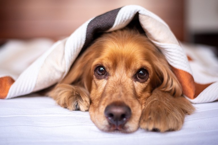 Síndrome de furia, la patología que afecta especialmente a los cocker spaniel
