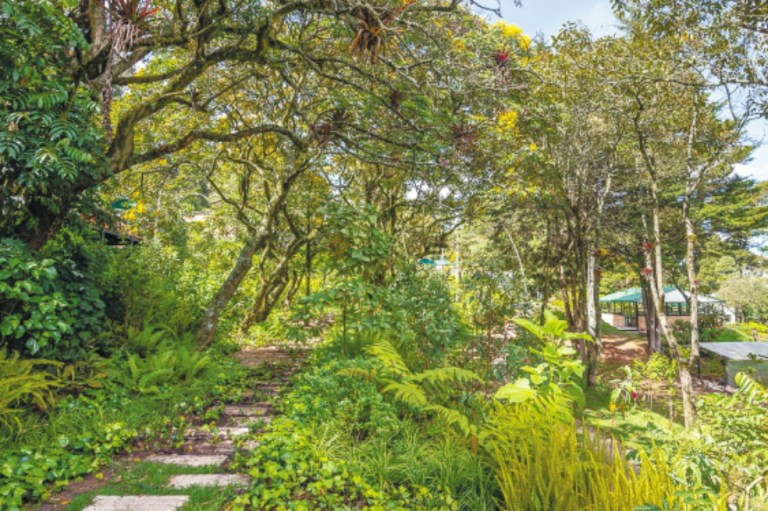 En busca del venado de oro en los cerros de Bogotá