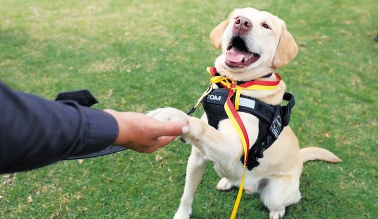 ¿Vale la pena prescindir de perros vigilantes en los colegios oficiales?