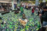 Expopet 2023 contó con la participación de más de 58.000 personas