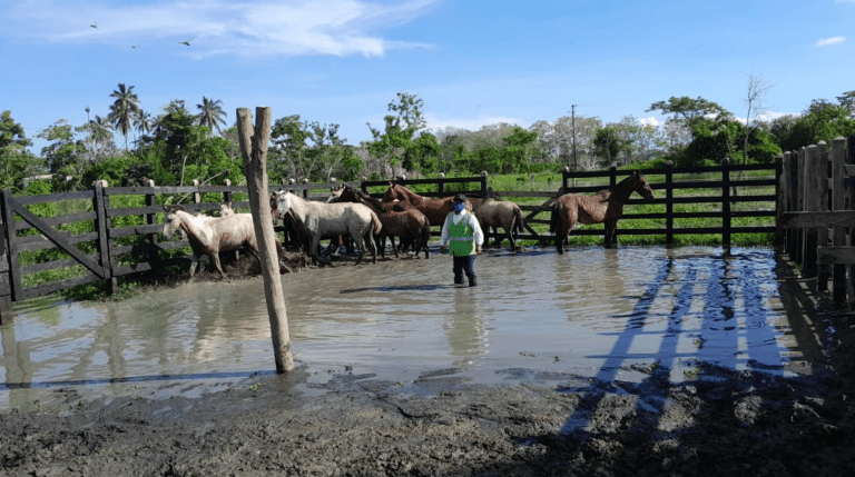 Ayudan a movilizar a más de 75.000 animales en La Mojana: esta es la nueva medida del ICA