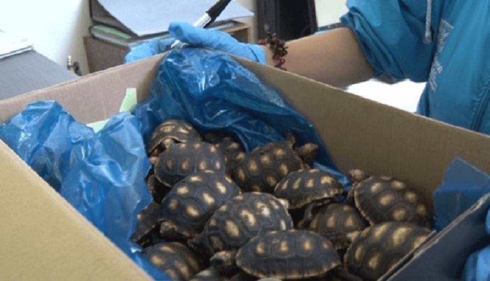 Las tortugas ahora reciben atención para se rehabilitación y recuperación. / Cortesía Secretaría de Ambiente