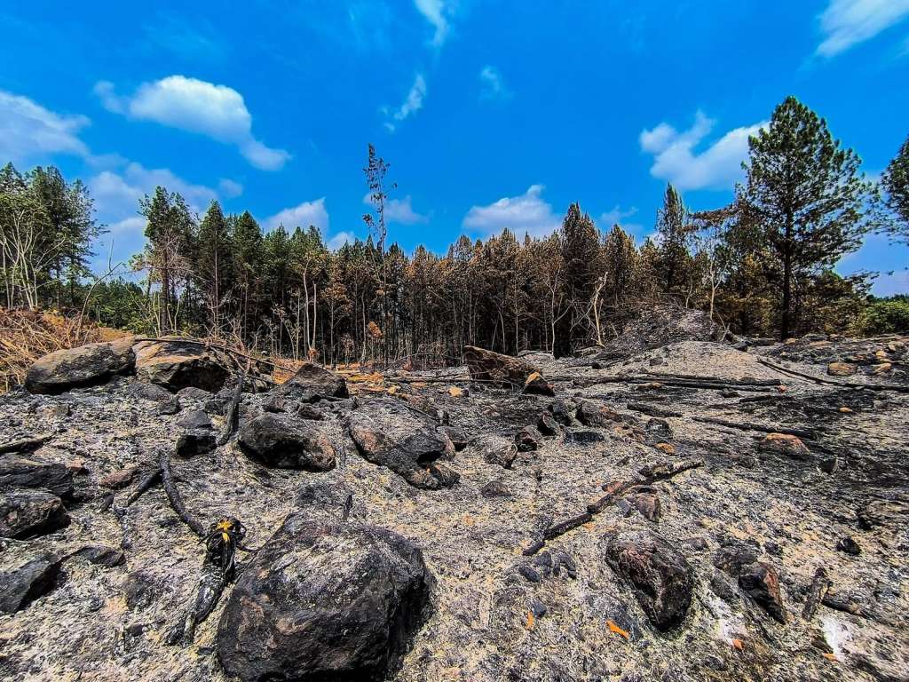 Algunas de las razones que indican las comunidades para movilizarse es la deforestación y los monocultivos que han afectado a los ecosistemas.